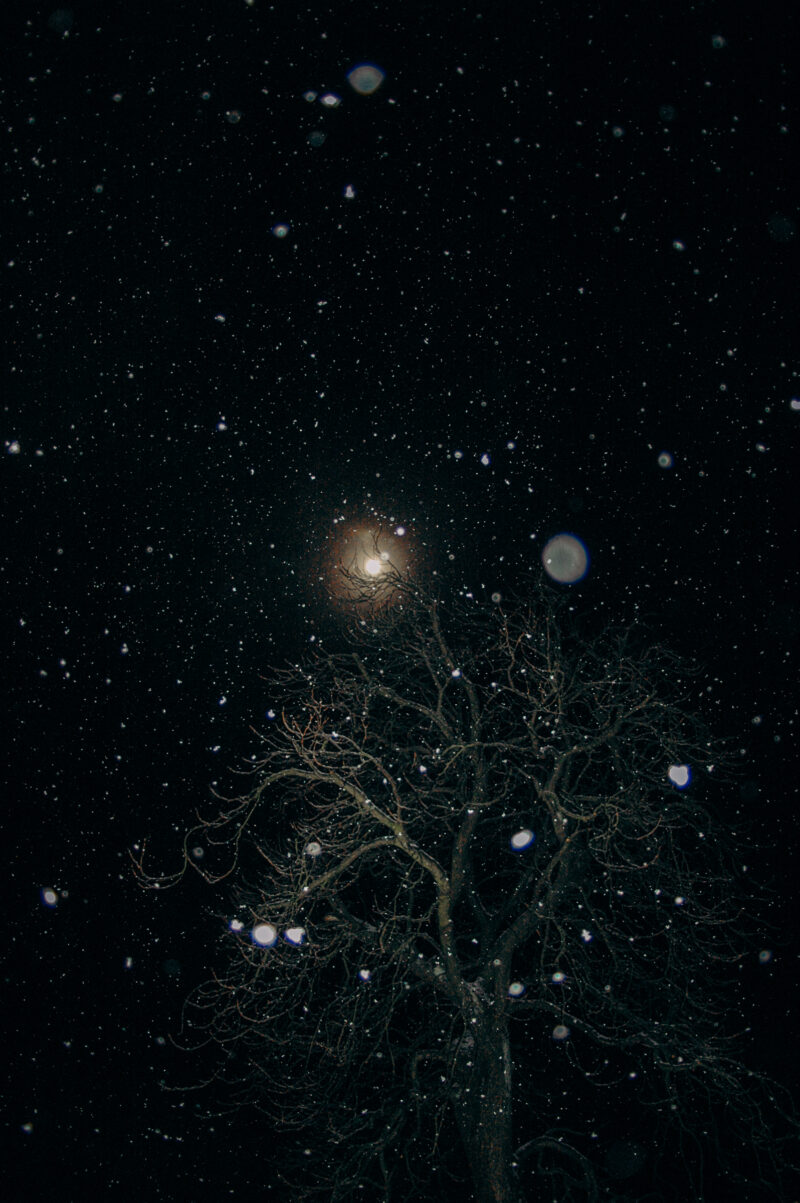 Snow falling at night. A large tree against the dark sky, you can see the moon between its branches.