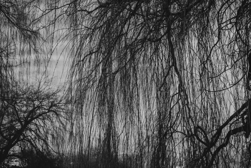 Branches of a willow tree