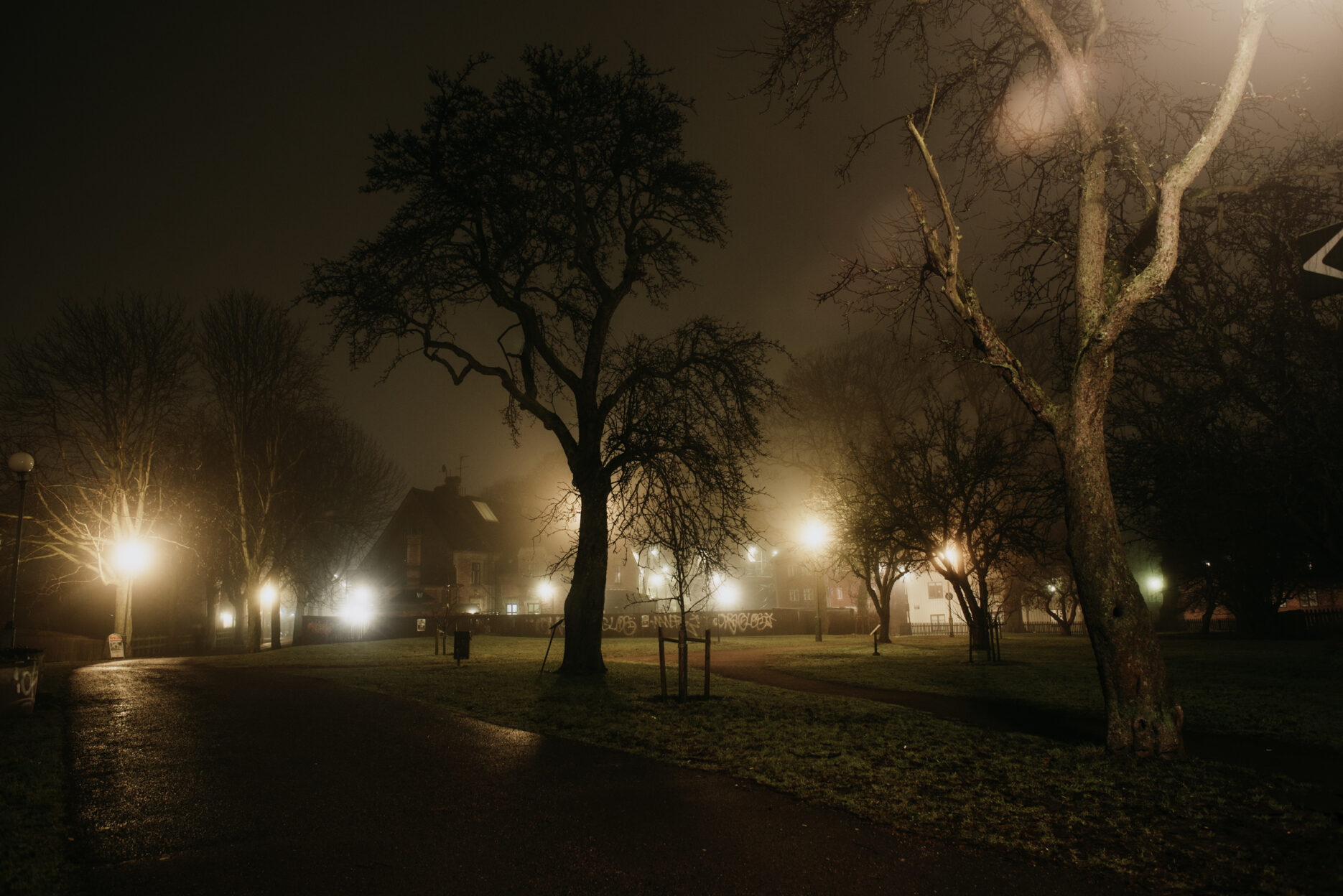 Trees in a dark and foggy park
