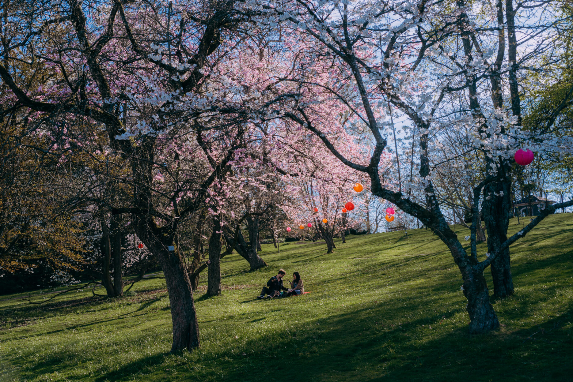 Couple having a picnic between blossoming trees